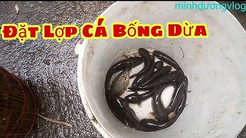 Dương Võ TV_Đặt Lợp Cá Bống Dừa _ Miền Tây