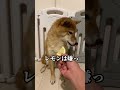 柴犬にレモンあげた反応が、、、　　#shibainu #犬 #asmr