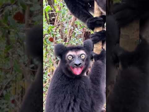 Black lemur screaming 🙉