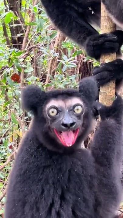 Black lemur screaming 🙉