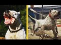 8 COSAS QUE NO SABIAS DEL DOGO ARGENTINO. 8 Curiosidades Del Mastín Argentino. EL PERRO INVENCIBLE