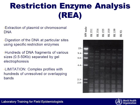 restriction enzyme digestion
