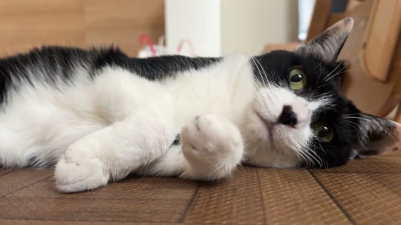 今朝ねこの肉球を触る - YouTube