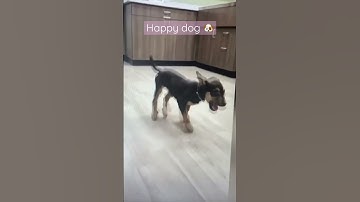 Thumbnail of Happy dog￼