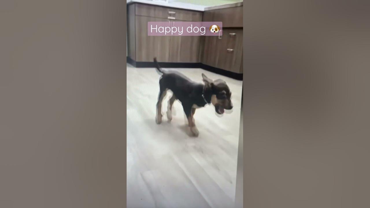 Happy dog￼