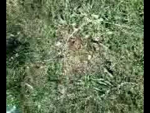 ნიკას ლეც ფლეი