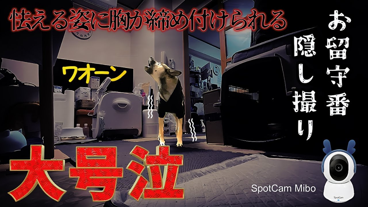 虐待された犬のお留守番を隠し撮りしてみたら、寂しくて泣いてる姿に胸が締め付けられました…「SpotCam Mibo」 YouTube