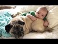 Cats and Babies Playing || Adorable Dogs With Babies || Funny Pet Videos 2019