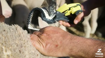 A tag that stays in gives us one less thing to worry about – Z Tags for Sheep