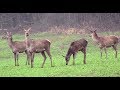 Благородные олени (Три стада на одном поле) || Red deer