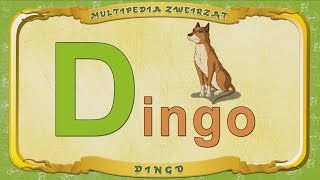 Multipedia Zwierząt. Litera D - Dingo