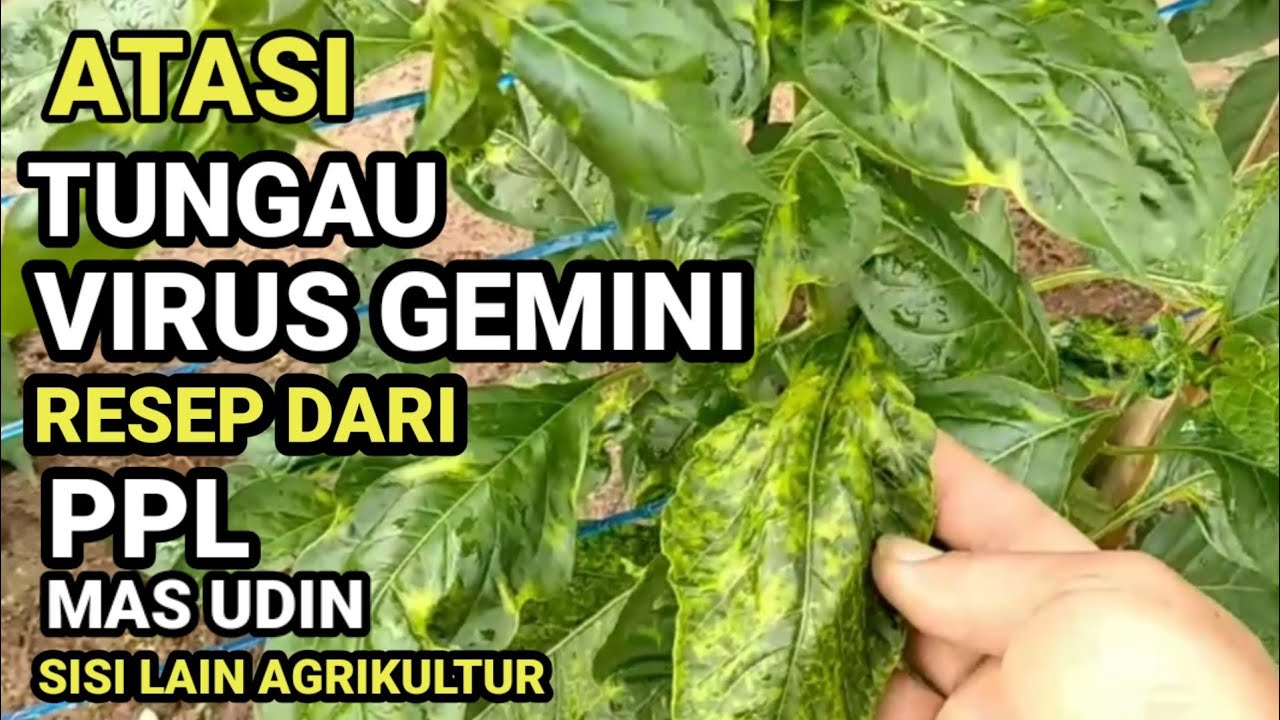 Cara mengatasi virus Gemini dan tungau dari tiga Metode ampuh  pada tanaman cabe