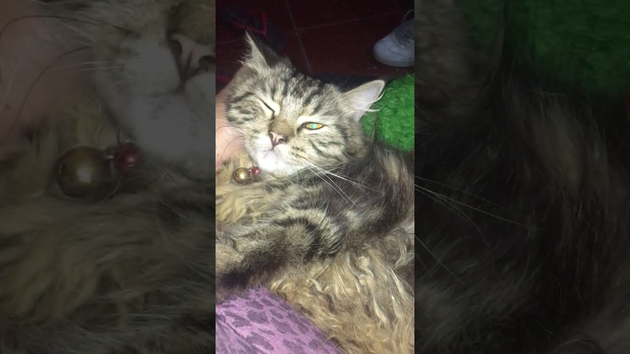 Bermain dengan kucing - YouTube