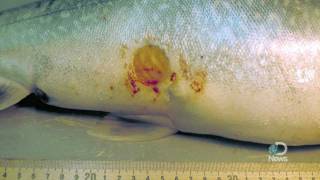 Sea Lampreys Flee Death Scent