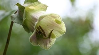 Hoa Chuông Giáo Đường