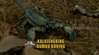 Yellow Spiced Scorpion | TRAILS OF THE BANDUL