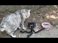 【Cat Video】 Meow meow Happy #cat #cats #cute