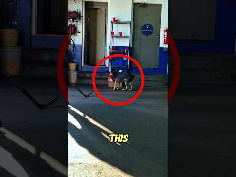 The Agile Doggy S Great Action Shorts Bulun