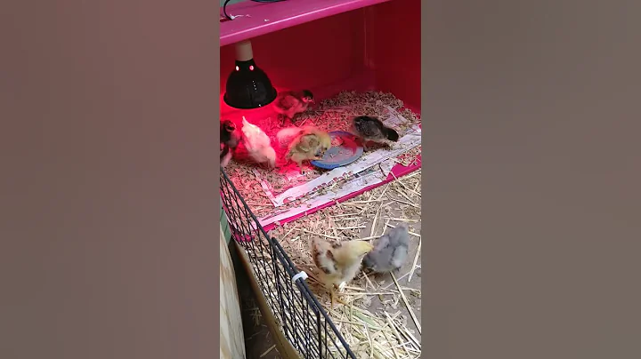 Chick fight!