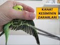 Kuşlarda Kanat Kesimi ve Zararları