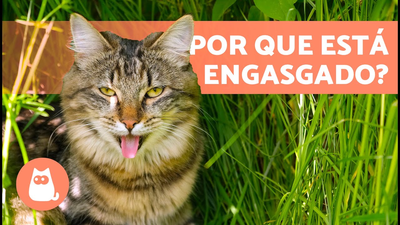 Gato Engasgado O Que Fazer - FDPLEARN