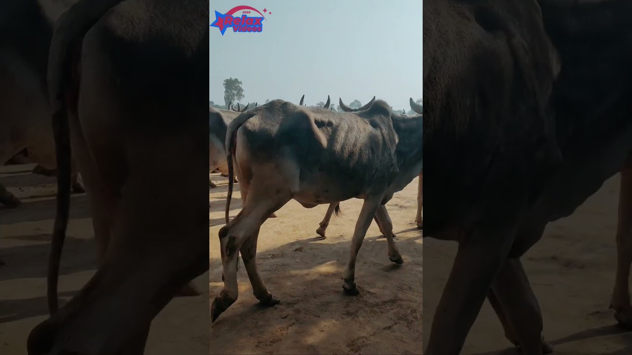 Relaxing Cow Walk | Soothing Farm Animals Sounds 