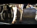 Master snelwissel melkstal koeien  milking parlor cows  kuh melkstand  van dinther bv