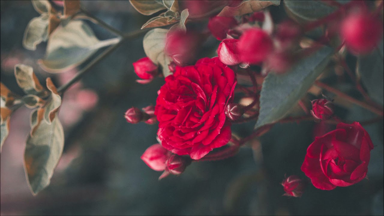 Therese Schroeder Sheker La Rosa Enflorece YouTube