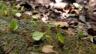 Costa Rica - Leaf Cutter Ants on the March