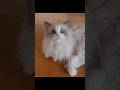STOP! PODÍVEJ SE DO TĚCH OČÍ 👀🐾RAGDOLL APOLENKA VE ZPOMALENÉM ZÁBĚRU ✨🐱#shorts #cat #viral 🐾✨👀