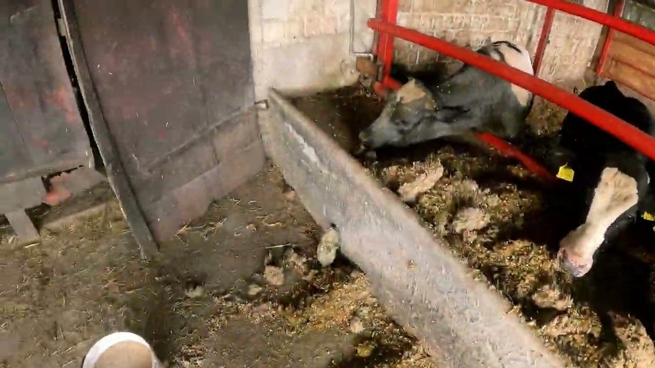 codzienne obowiązki wieczorne przy bydle