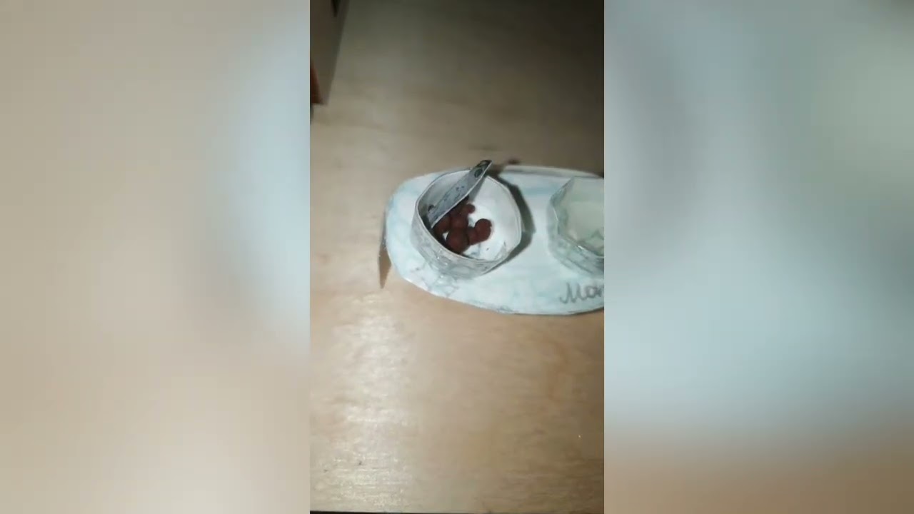 Кормёшка бумажной собаки и выдержка/ paper dogs #рек #рек #рекомендации 