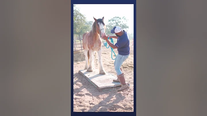 Basic Safety Tips #9 - How to Safely Lead Your Horse Over an Obstacle
