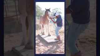 Basic Safety Tips #9 - How to Safely Lead Your Horse Over an Obstacle