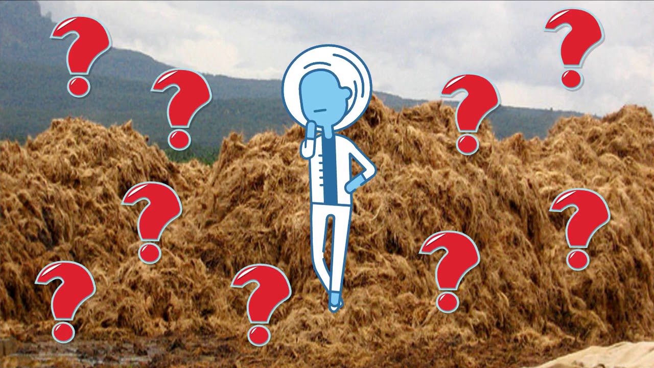 EIA Topic 4 Current Issues Solid Waste Agricultural Waste - YouTube