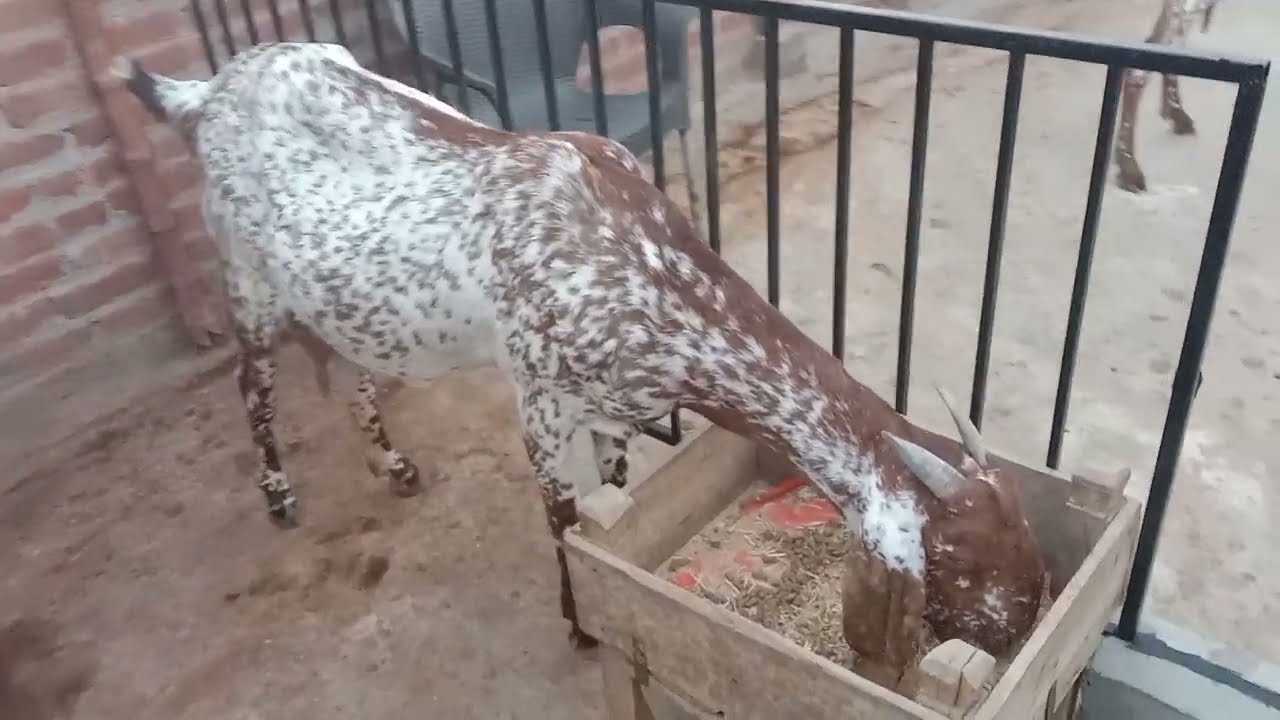 Roof top goat farming setup..0300 1060400