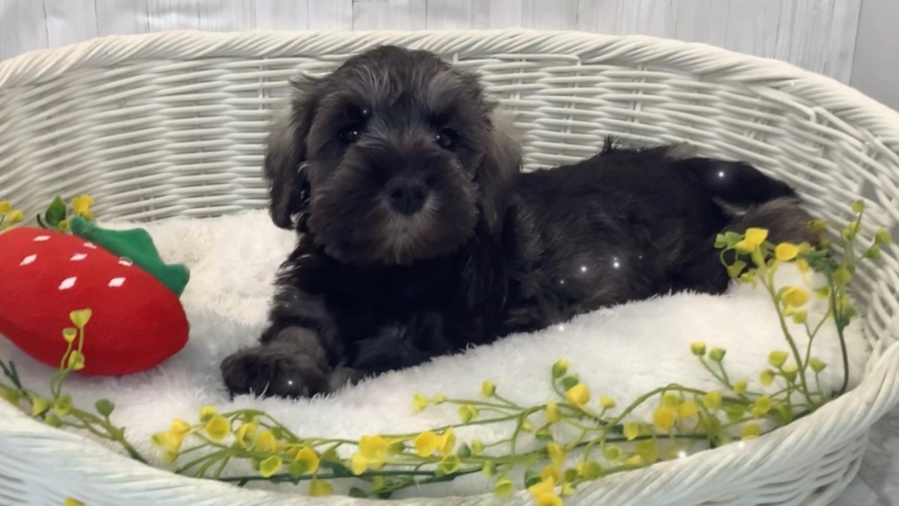 ミニチュアシュナウザー♂2602D0191 - YouTube