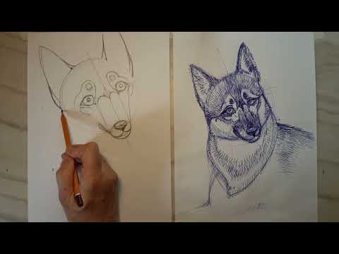 Как нарисовать собаку.