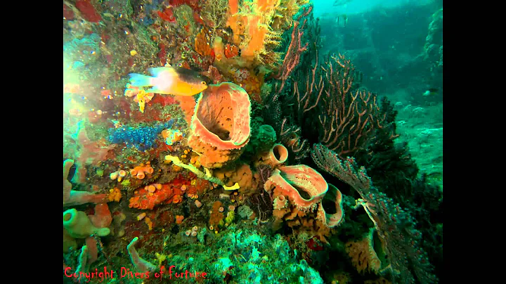 Divers of Fortune Diving the M/V Castor and The Va...