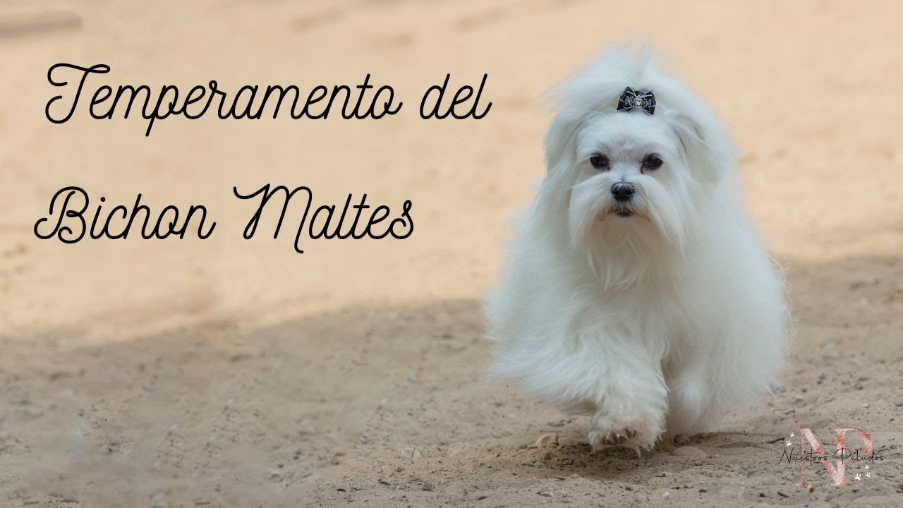 Conoce el temperamento del Bichón Maltés