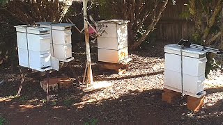 1. Video Briefs - Time to move B.  R. Ms around!  #SeriousHobbyistBeekeeper