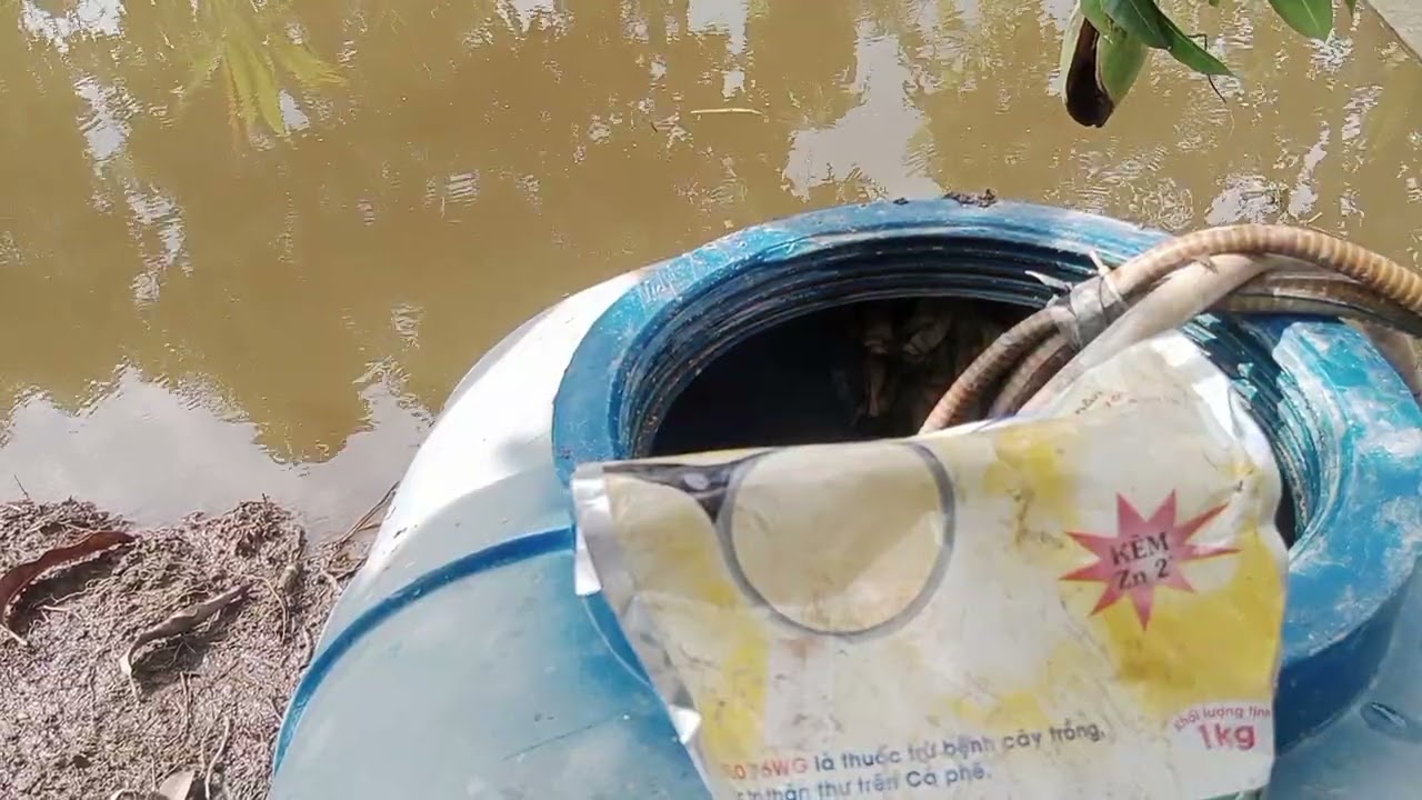 Phung thuốc cử 3 cho vườn xoài xao thu hoạch 