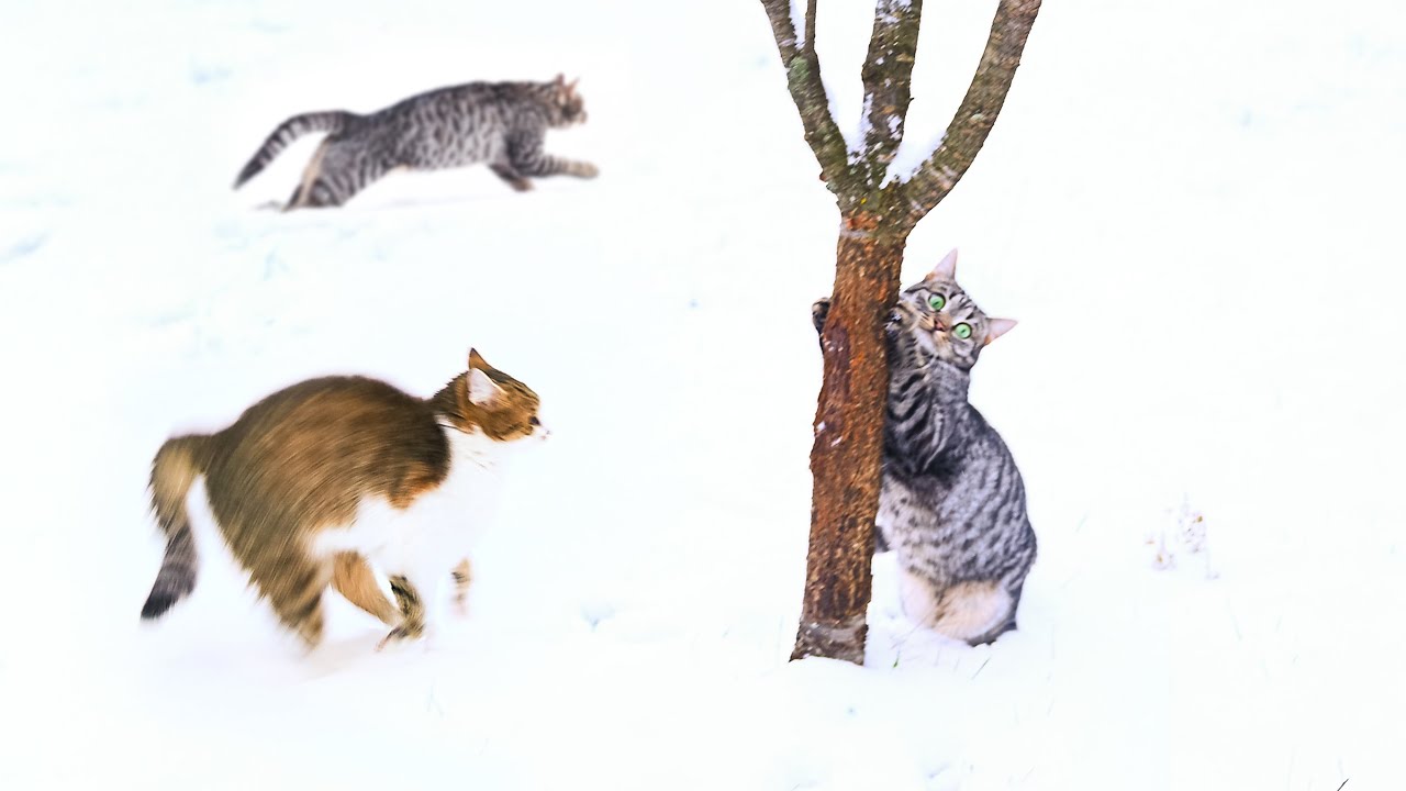 You’ve Never Seen Snow Zoomies Like This ❄️ Cats in Winter