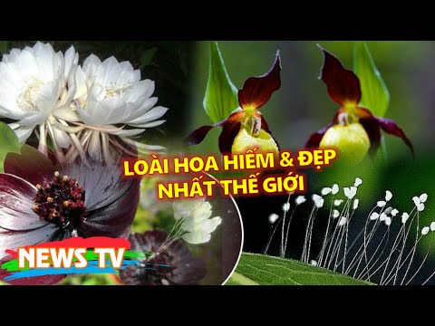 Video: Bông hoa lớn nhất thế giới: bạn sẽ ngạc nhiên