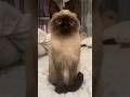 Cute to foul～ #catshorts #cute #cat #catvideos #kitten #funny #pets