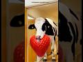 Marvelous Dancing Polish Cow funny Goat strawberry asmr cow dance Cow Videos animal funny video