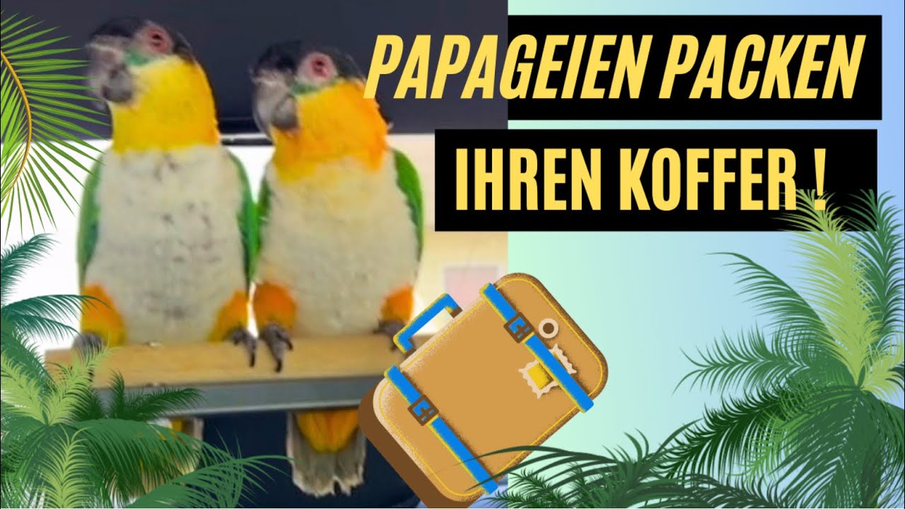 Was brauchen Papageien im Urlaub