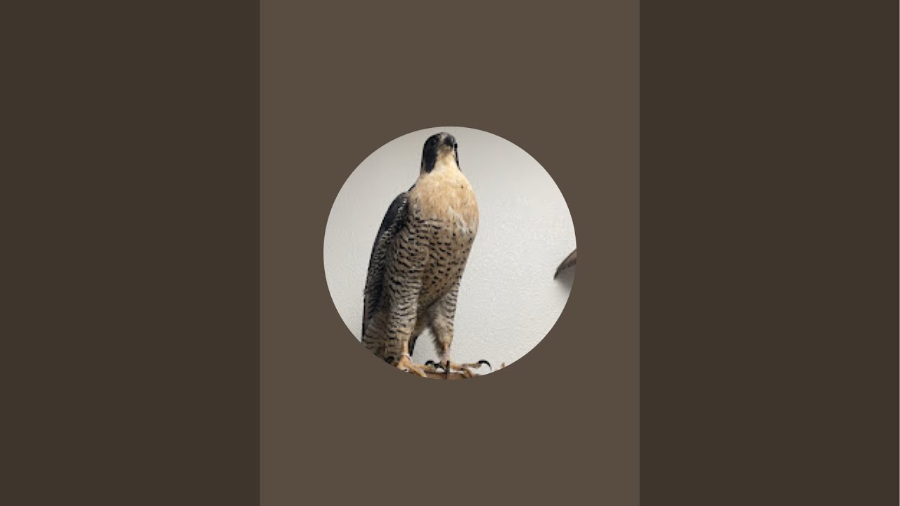 ChrisDoesASMR is live!