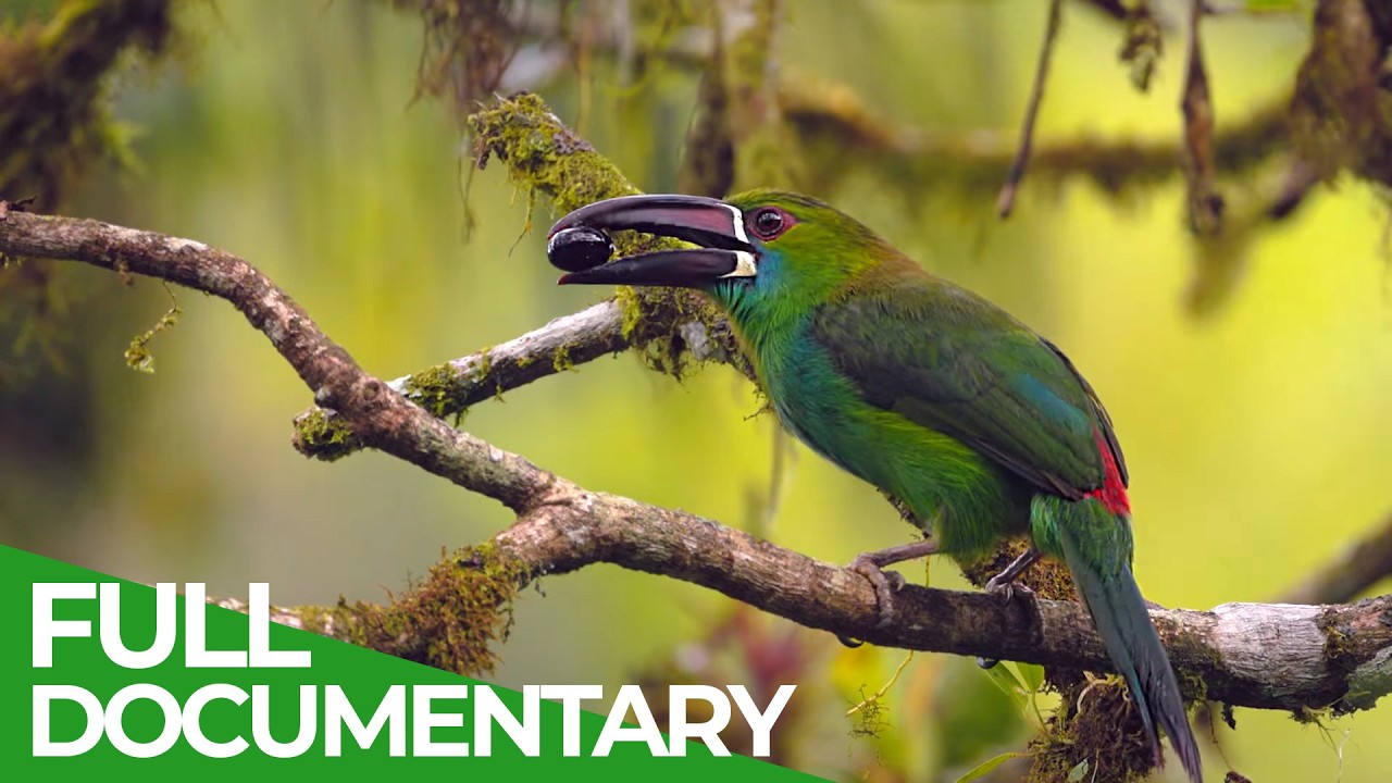 Wild Ecuador: Incredible Creatures from Amazon to Galápagos | Free Documentary Nature