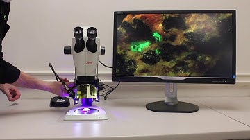 Adding Fluorescence to a Stereo Microscope